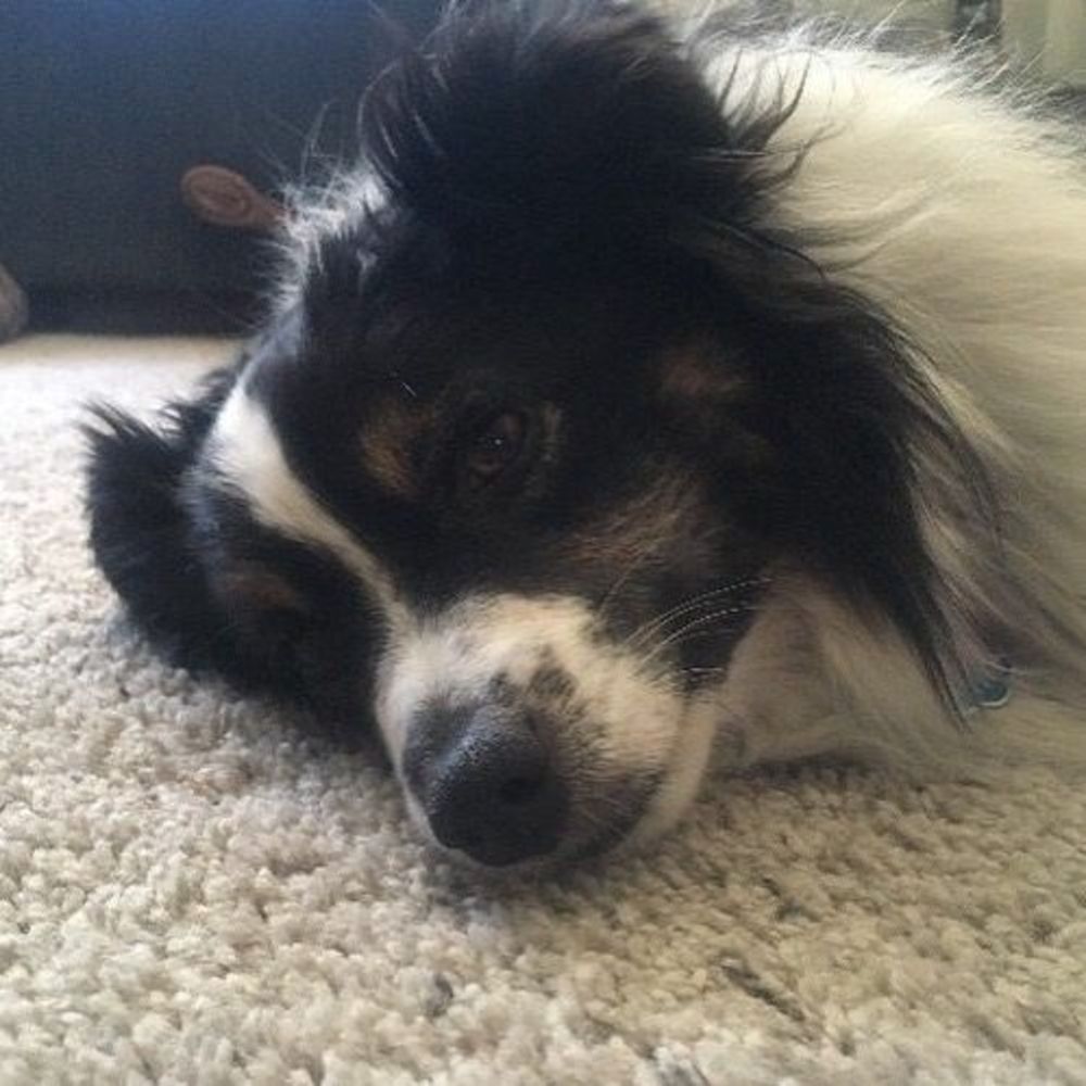 Meet your Posher, Rowan